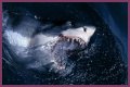 15 Animals Surprisingly More Deadly Than Sharks