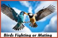 Are birds fighting or mating?