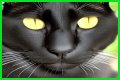 Can a Bombay cat have green eyes? – Janet-Panic.com