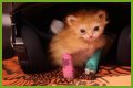 Tater Tot Kitten Died: How Tater Tot’s Heartwarming Life Ended